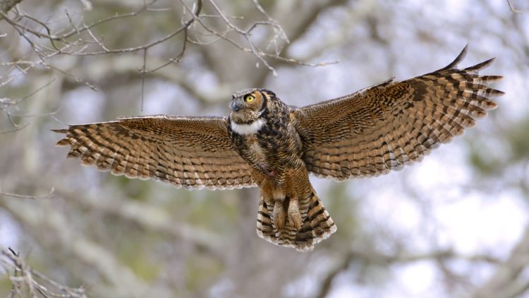 The Majestic Great Horned Owl in Illinois: Silent Wings of the Night