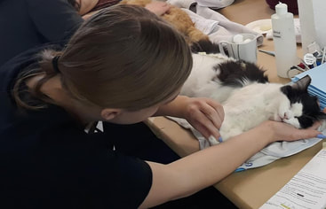 The Crucial Role of Spay and Neuter Programs in Chattanooga: A Comprehensive Overview