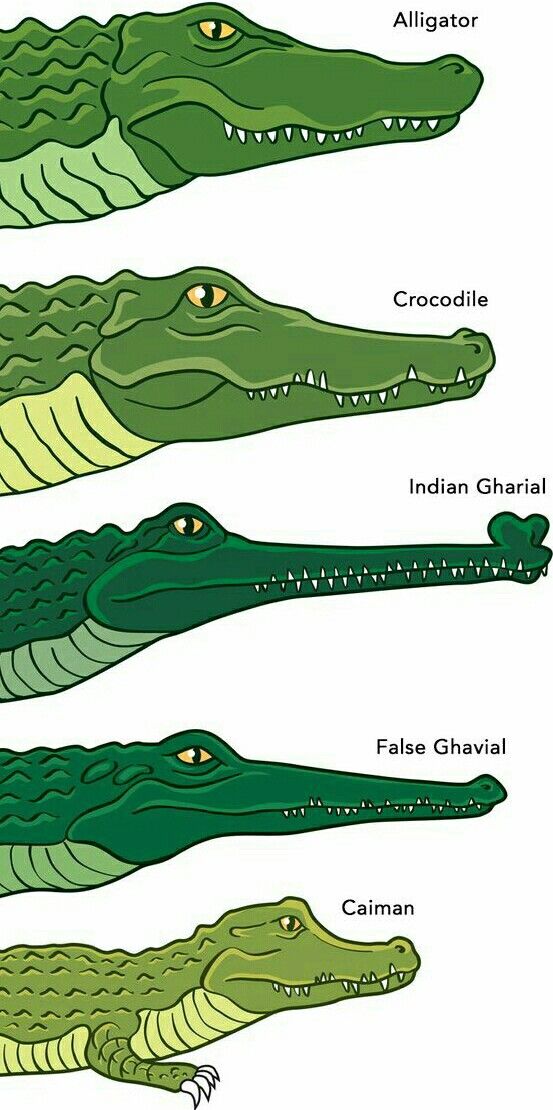 Exploring the Enigma: Unraveling the Differences Between Alligators and Crocodiles