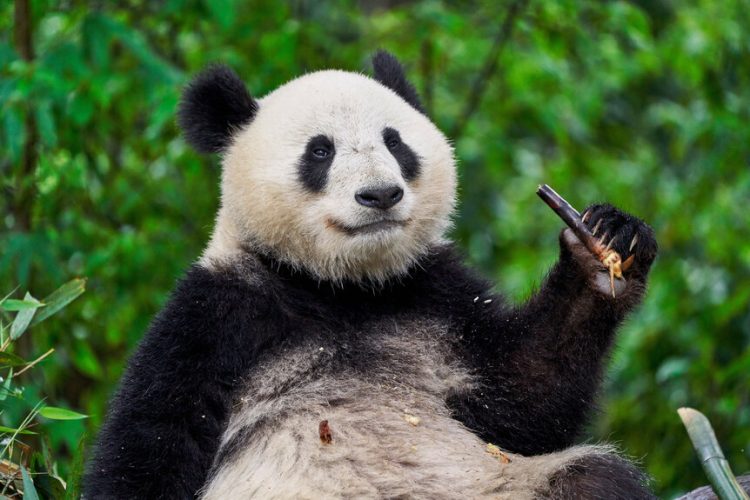The Misunderstood Persona of Panda Bears: Are They Truly Mean?